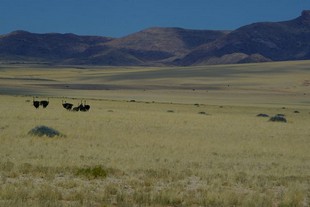216 Namibia Okt 2006 .JPG